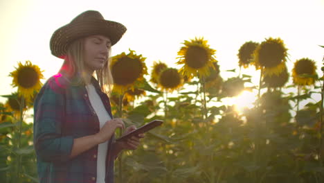 A-young-female-student-walks-across-a-field-with-large-sunflowers-and-writes-information-about-it-in-her-electronic-tablet-in-nature-in-summer-evening.